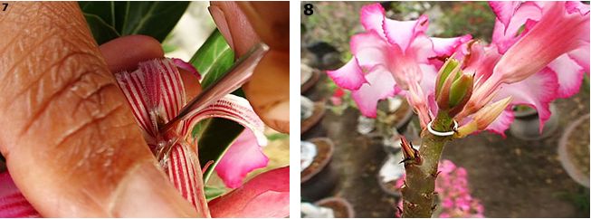 Адениум - опыление цветка и получение семян Pollination_004