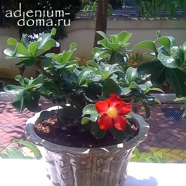 Adenium Obesum Desert Rose MINI SIZE RED Адениум Мини красный