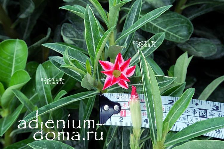 Adenium Obesum Double Flower NEW-252