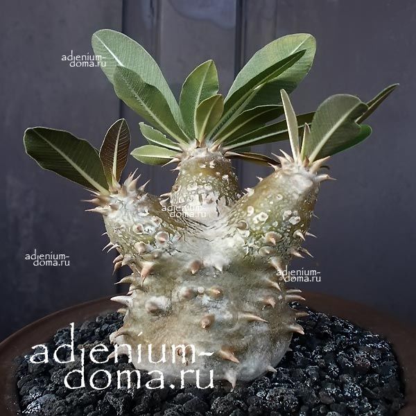 Pachypodium HOROMBENSE Пахиподиум Хоромбензе 1