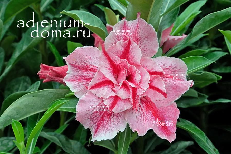 Adenium Obesum Double Flower NEW-224