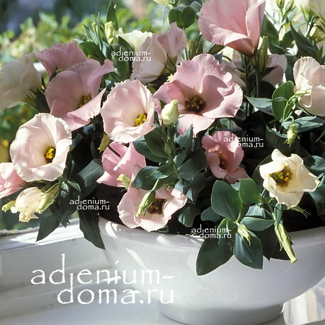 Eustoma GRANDIFLORUM SUITE PINK Эустома крупноцветковая Сюита Розовая Лизиантус Рассела Ирландская роза 2