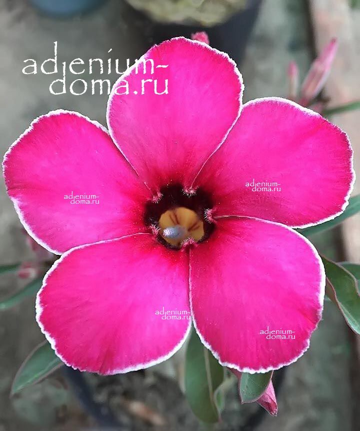 Adenium Obesum Desert Rose HONG NHAN