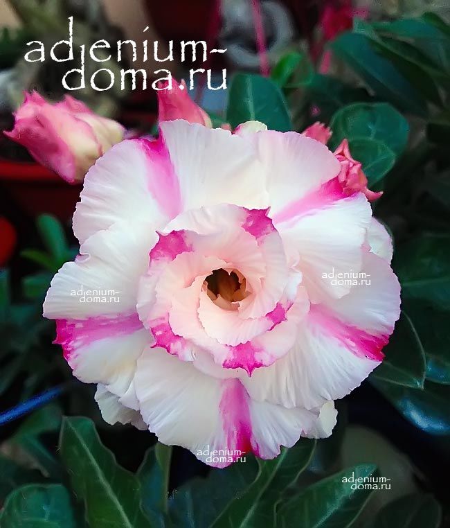 Adenium Obesum Double HANH PHUC