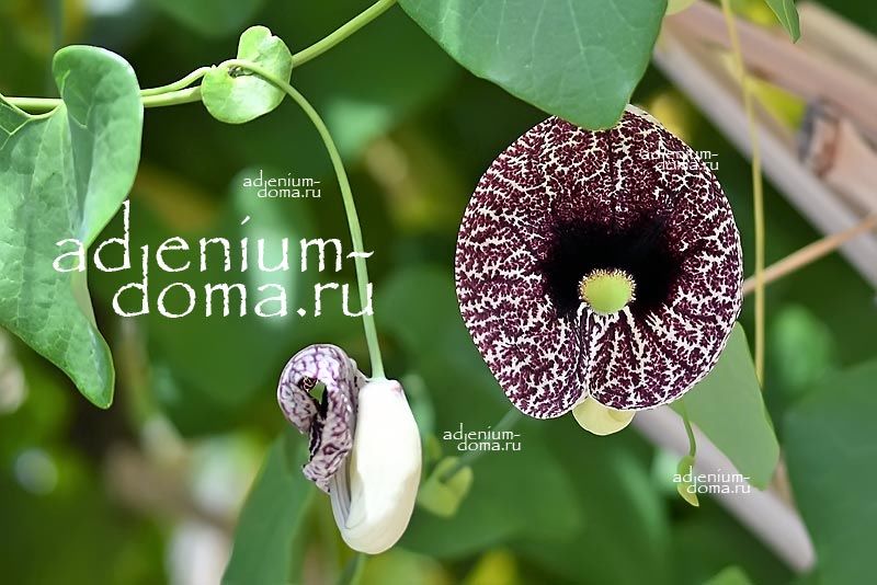 Aristolochia LITTORALIS Аристолохия Литоралис ситцевый цветок элегантная трубка голландца Кирказон 2