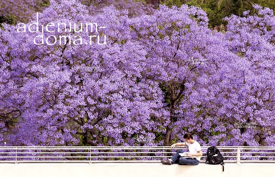 Paulownia TOMENTOSA Павловния войлочная Пауловния Томентоза Павлония Адамово дерево 1