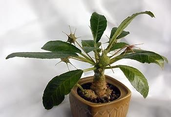 Dorstenia FOETIDA Дорстения пахучая 4