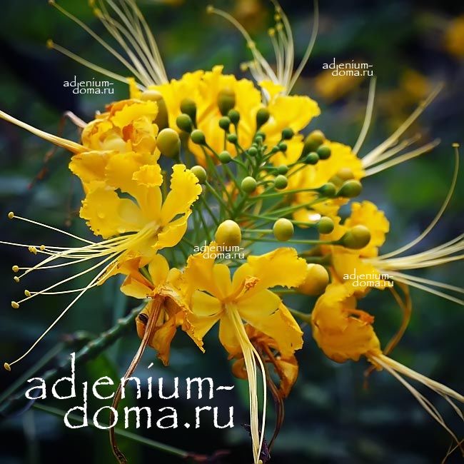 Caesalpinia PULCHERRIMA FLAVA Mexican Pride of Barbados Желтая мексиканская Цезальпиния Цветок райской птицы 1