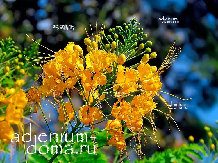 Caesalpinia PULCHERRIMA FLAVA Mexican Pride of Barbados Желтая мексиканская Цезальпиния Цветок райской птицы 2